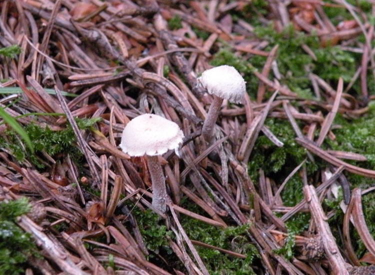 Psathyrella pennata?